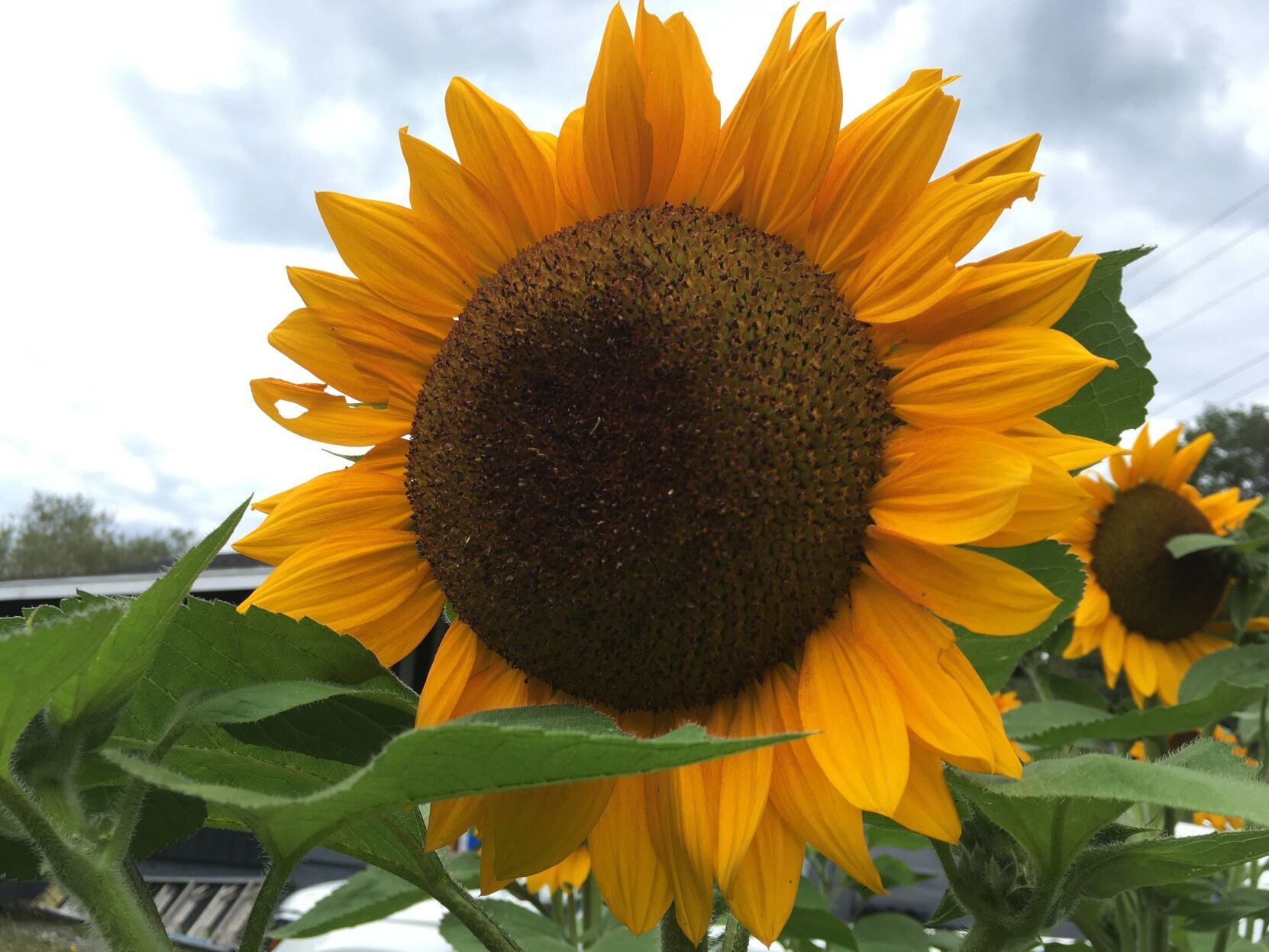 sunflowers 1